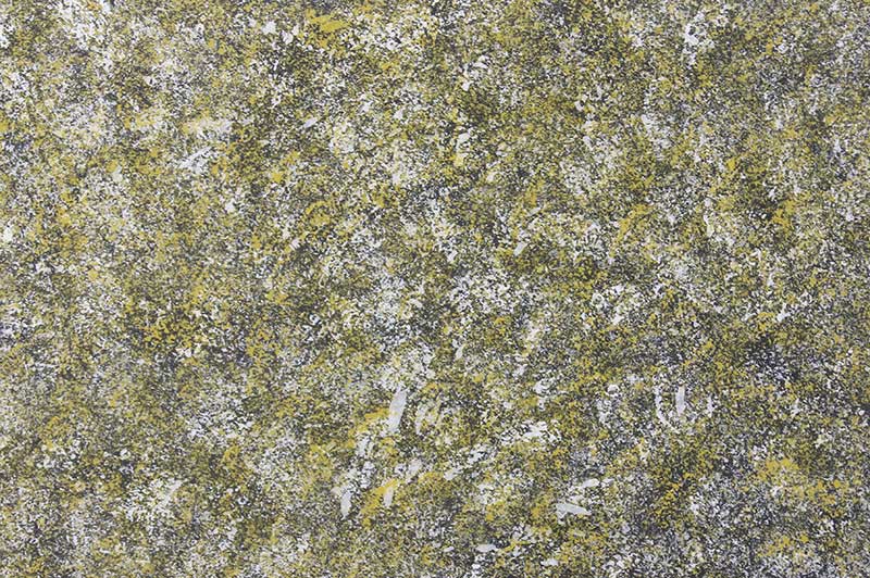 志丹深秋白桦林